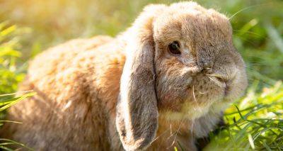 Lop-eared rabbits at risk of hidden ear disease, study shows